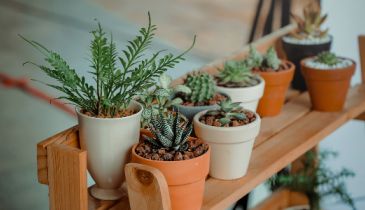 Is It Bad to Have Plants in Your Bedroom at Night?