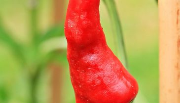 Beneath the Surface: The Fascinating World of Chilli Roots