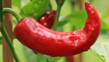 When should I pick chillies?